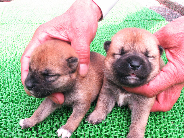 �T���v���摜