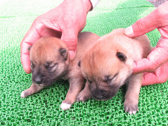 �T���v���摜