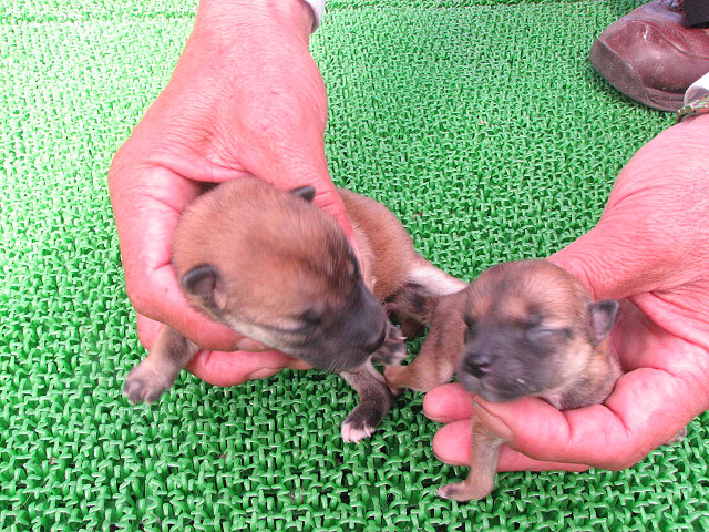 �T���v���摜