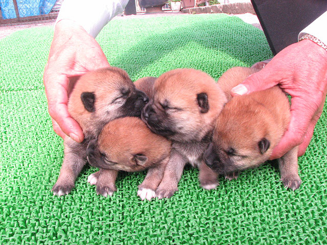 �T���v���摜