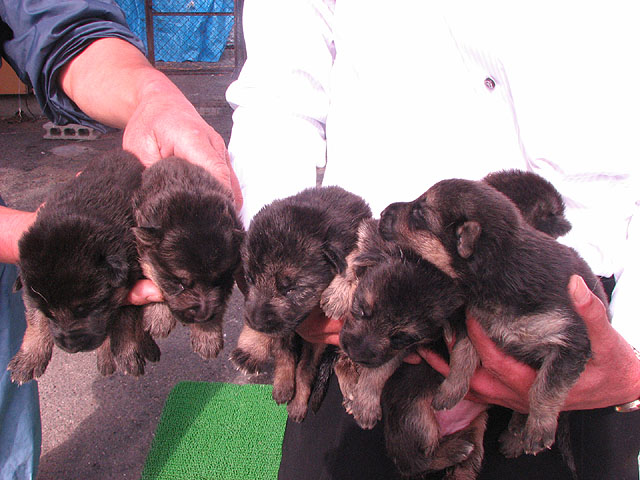 �T���v���摜