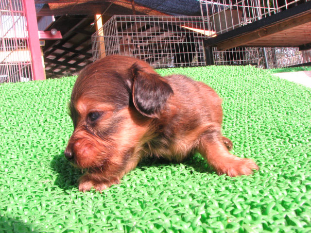 �T���v���摜