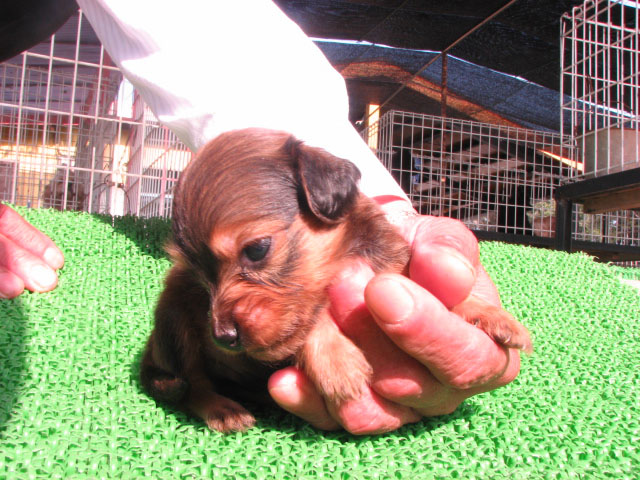 �T���v���摜