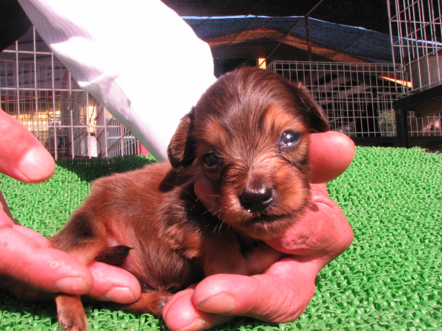 �T���v���摜