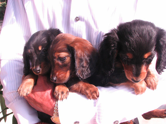 �T���v���摜