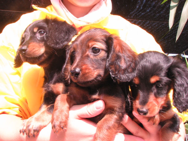 �T���v���摜