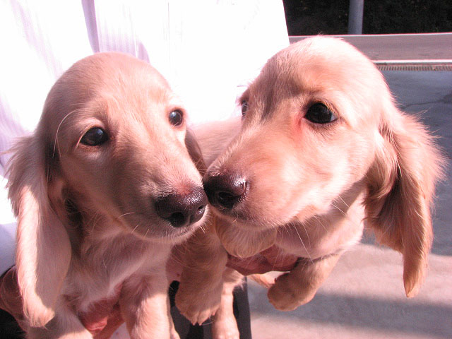 �T���v���摜