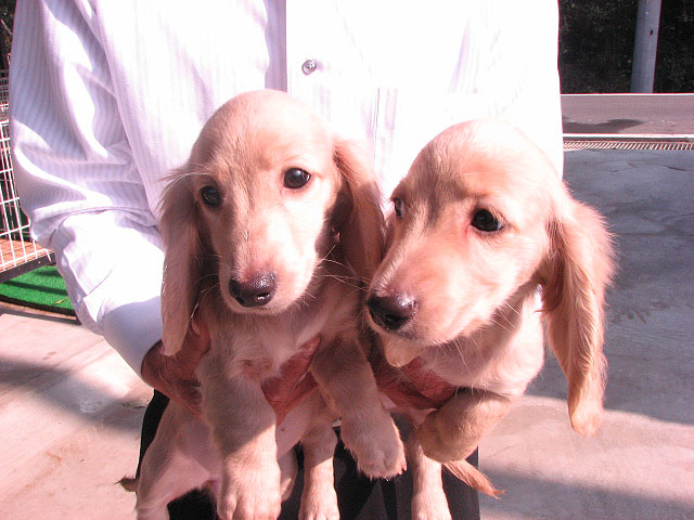 �T���v���摜