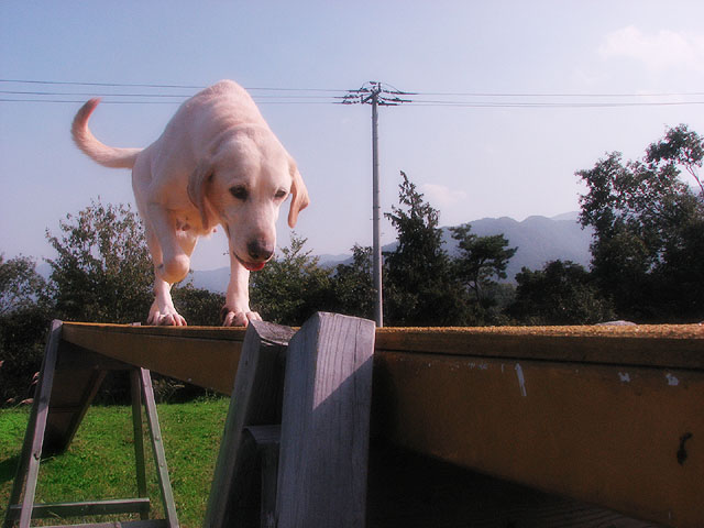 �T���v���摜