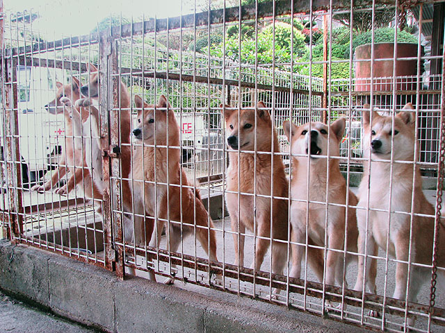 �T���v���摜