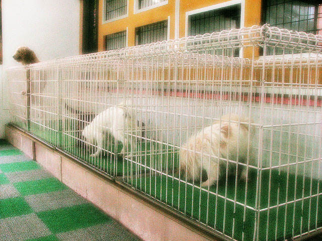 �T���v���摜