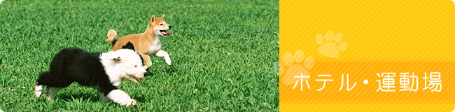 ペットホテル・運動場