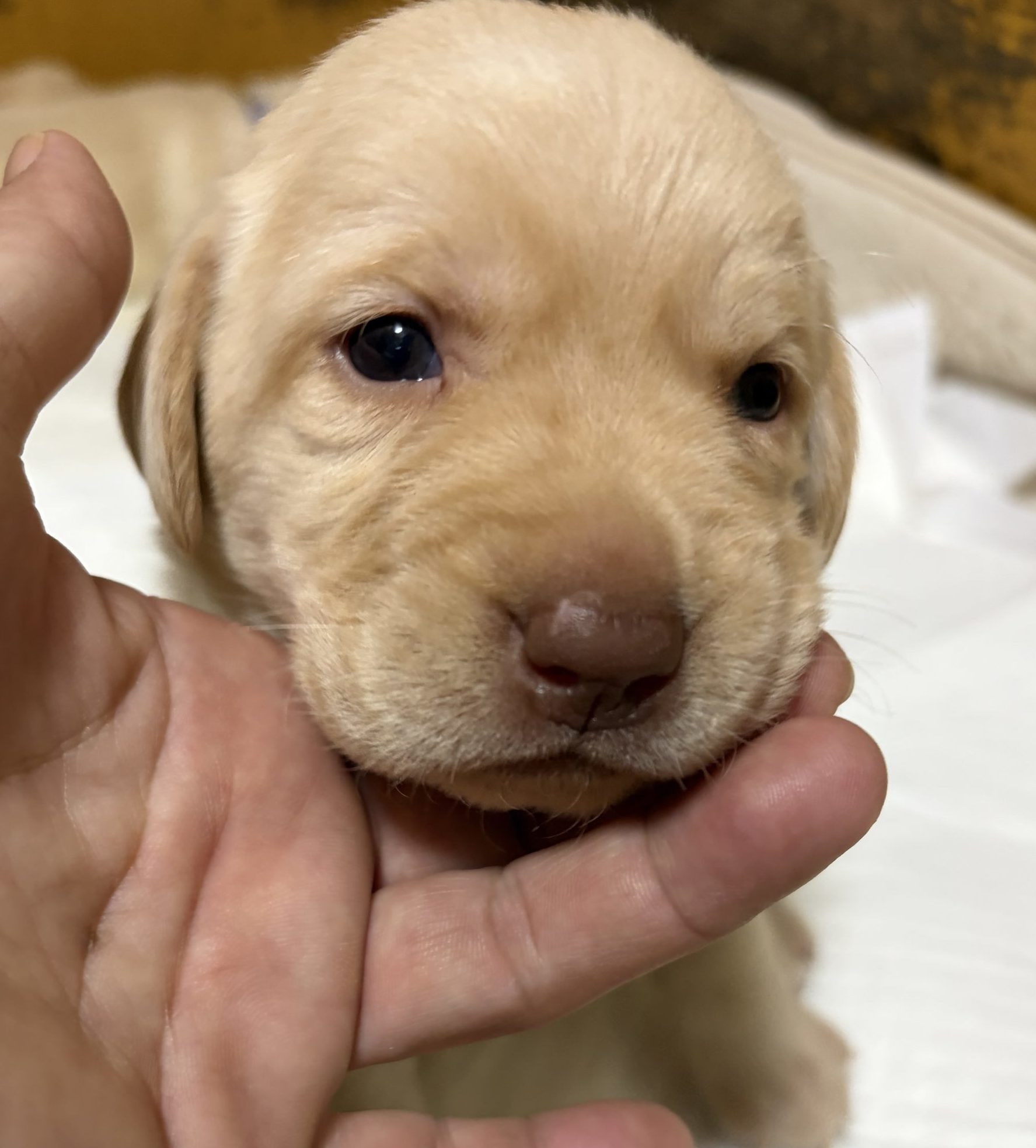 　　ラブラドールレトリバー仔犬　　女の子　　　　　ご予約受付中