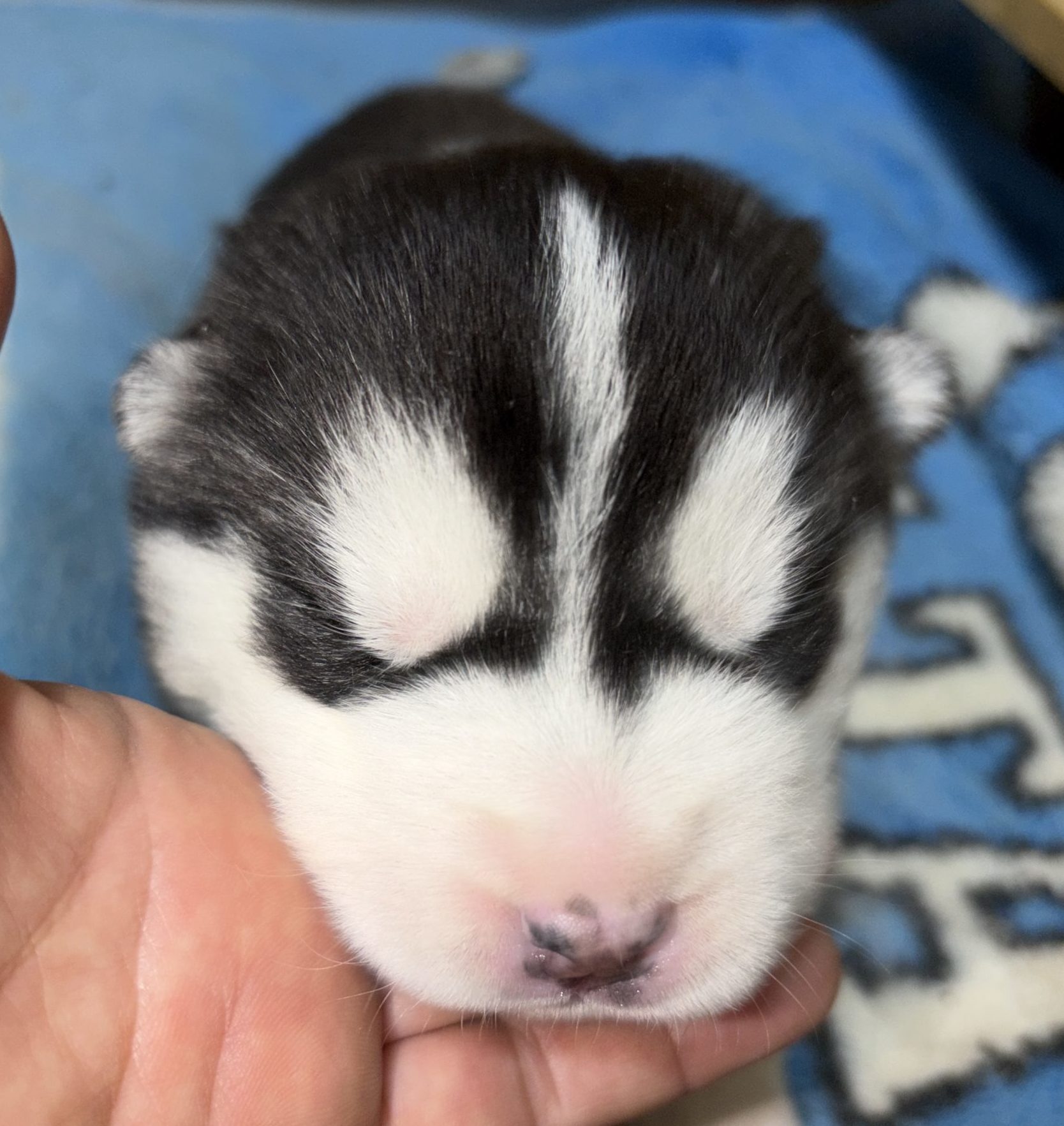 　シベリアンハスキー　　　　男の子　　　ご家族募集中