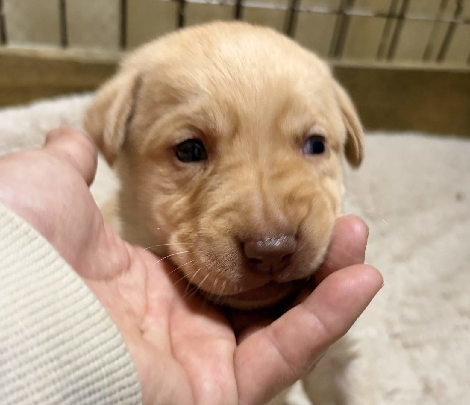 　　ラブラドールレトリバー仔犬　　女の子　　　　　ご予約受付中