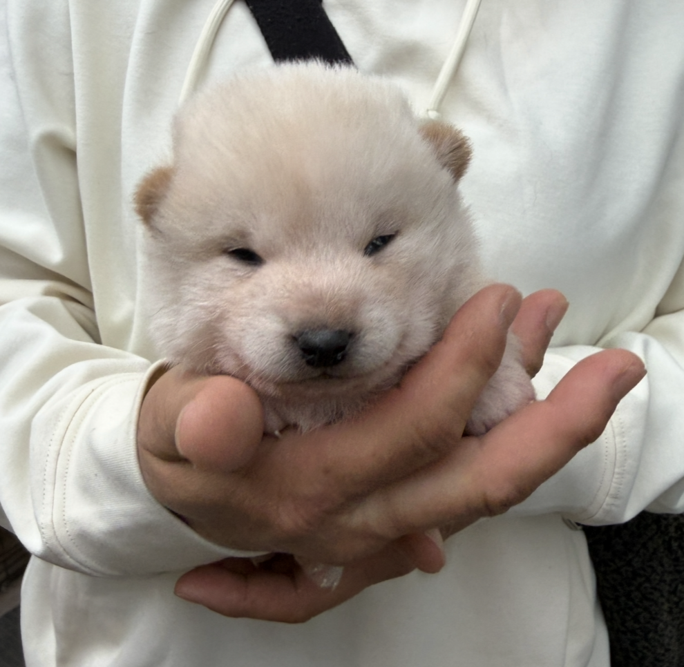 柴犬　男の子　ご家族募集中