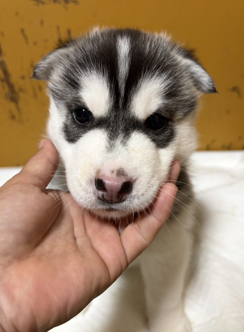 　シベリアンハスキー　　　　男の子　　　ご家族募集中