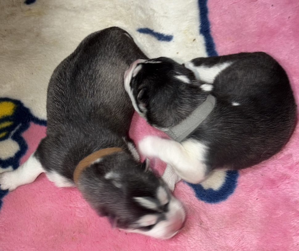 　　　シベリアンハスキー　　　　　　仔犬産まれました