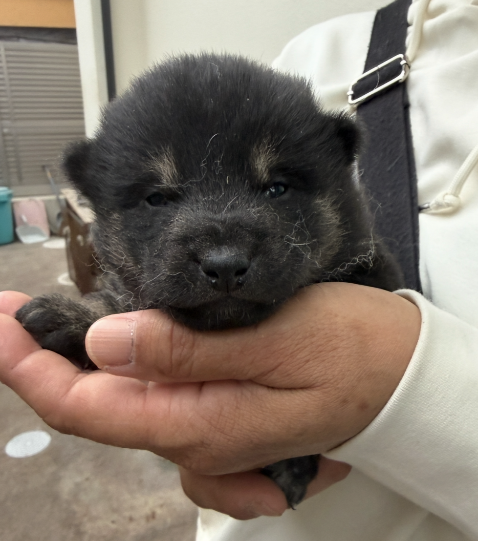 柴犬　男の子　ご家族募集中