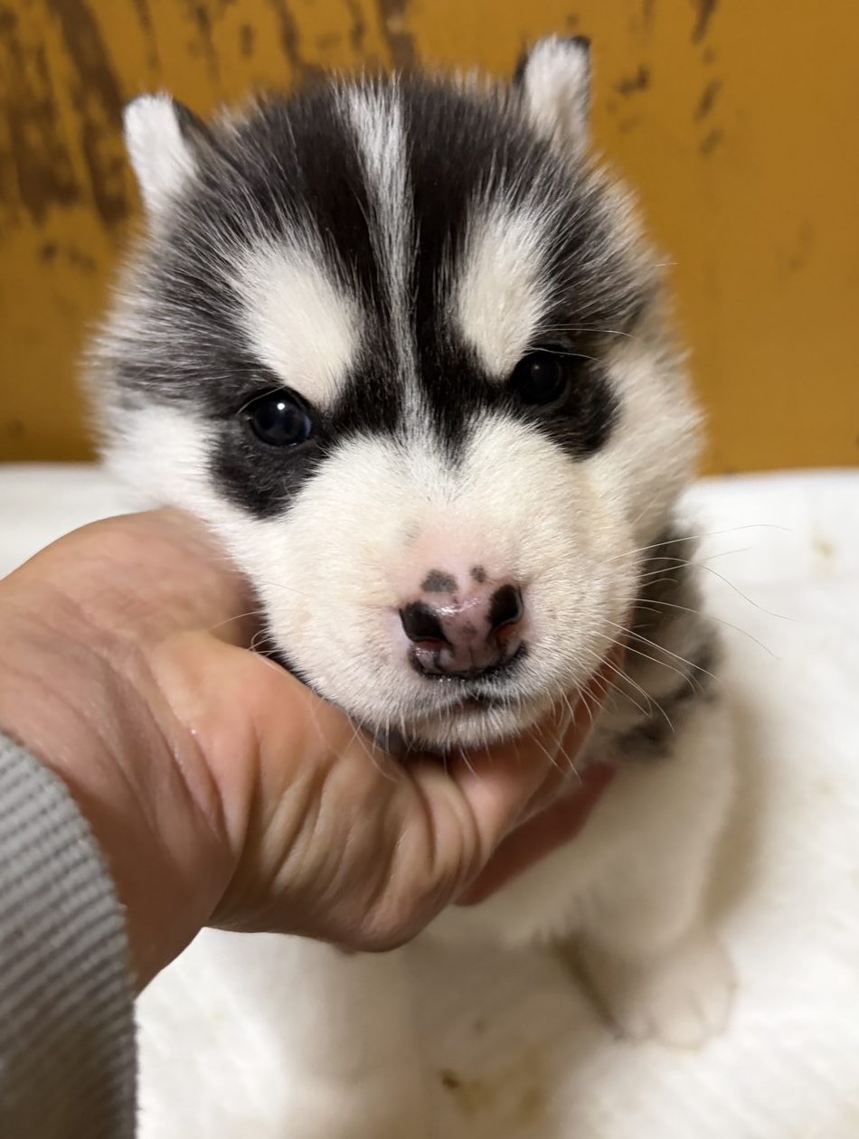 　シベリアンハスキー　　　　男の子　　　ご家族募集中