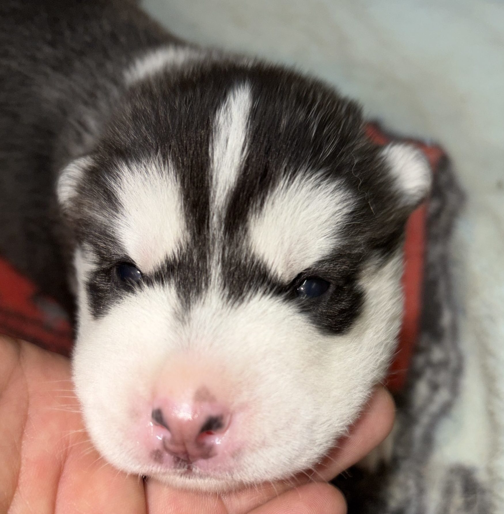 　シベリアンハスキー　　　　男の子　　　ご家族募集中