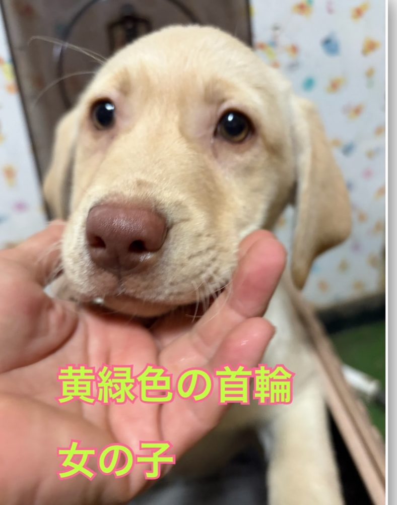 　　　　ラブラドールレトリバー仔犬　　女の子　　　　　ご家族募集中