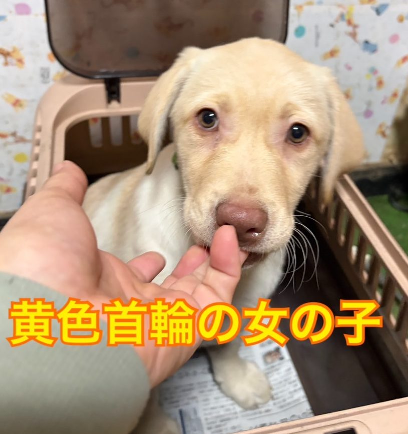 　　　　ラブラドールレトリバー仔犬　　女の子　　　　　ご家族募集中
