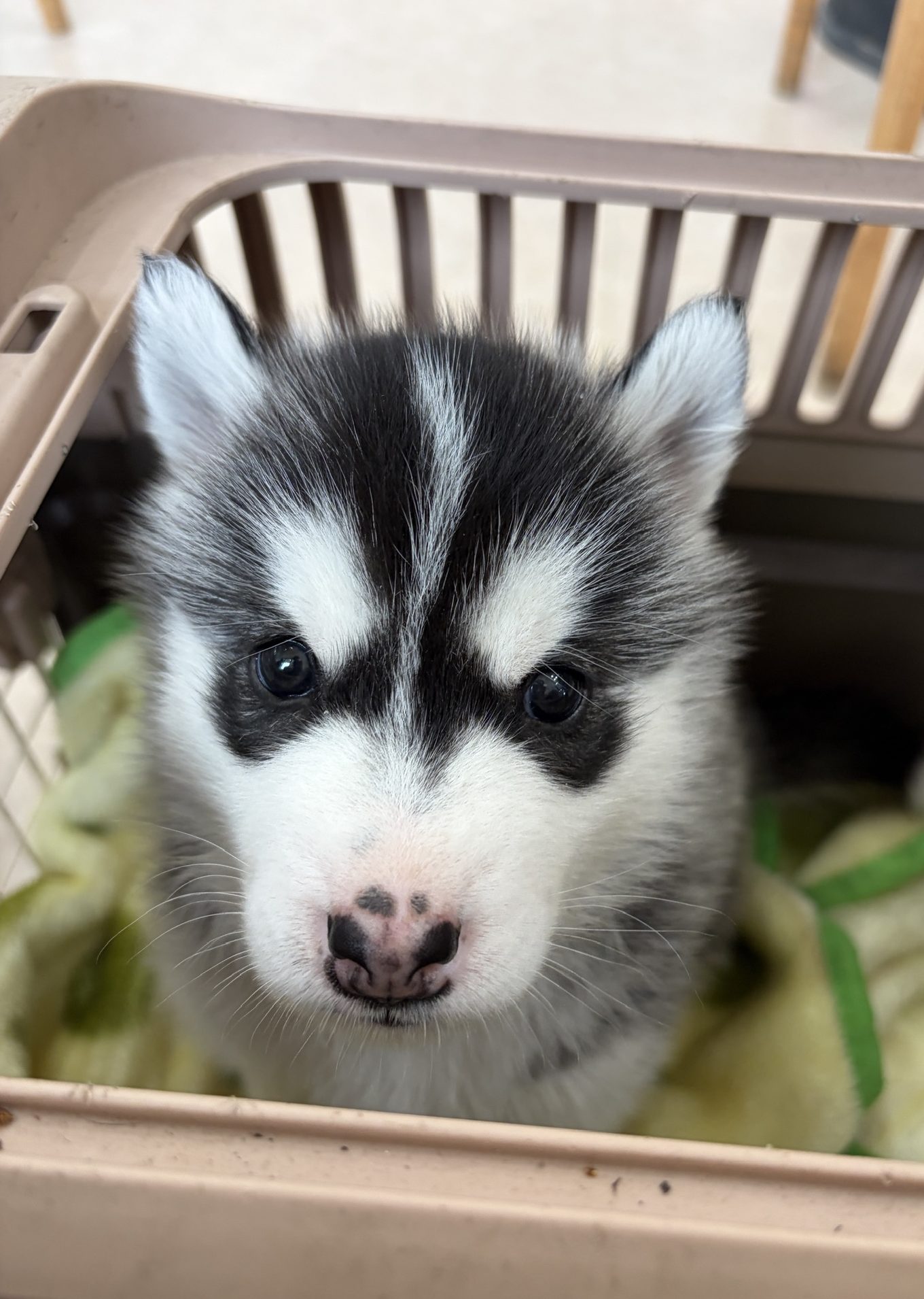 　シベリアンハスキー　　　　男の子　　　ご家族募集中