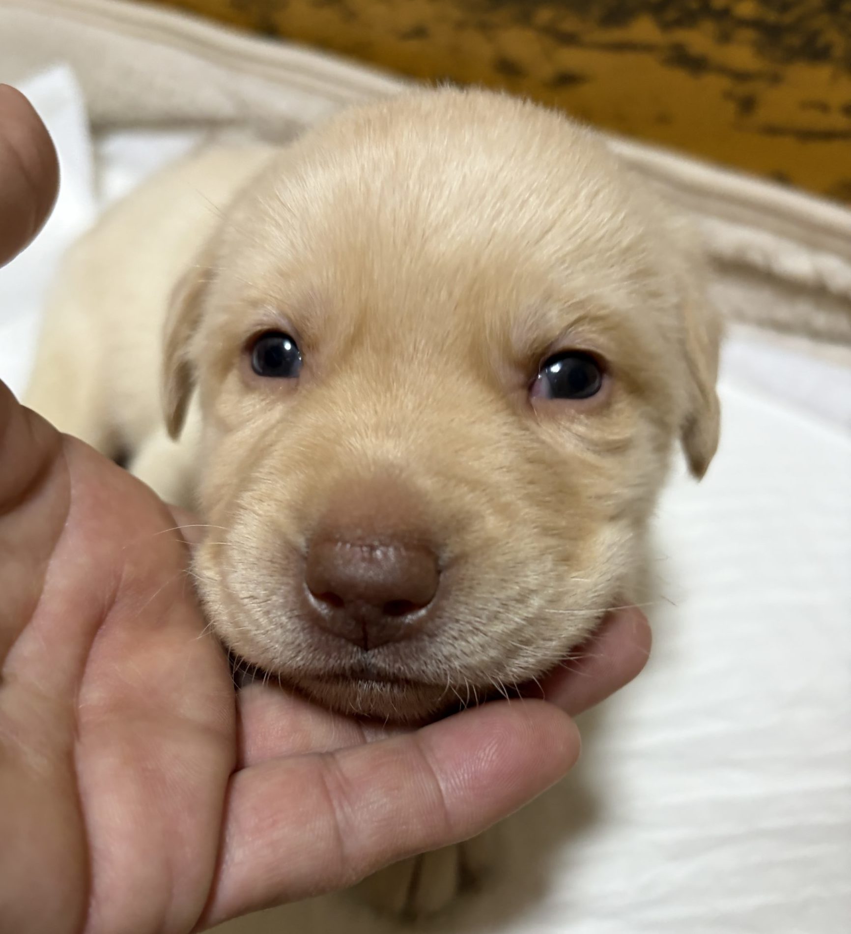 　　ラブラドールレトリバー仔犬　　男の子　　　　　ご予約受付中