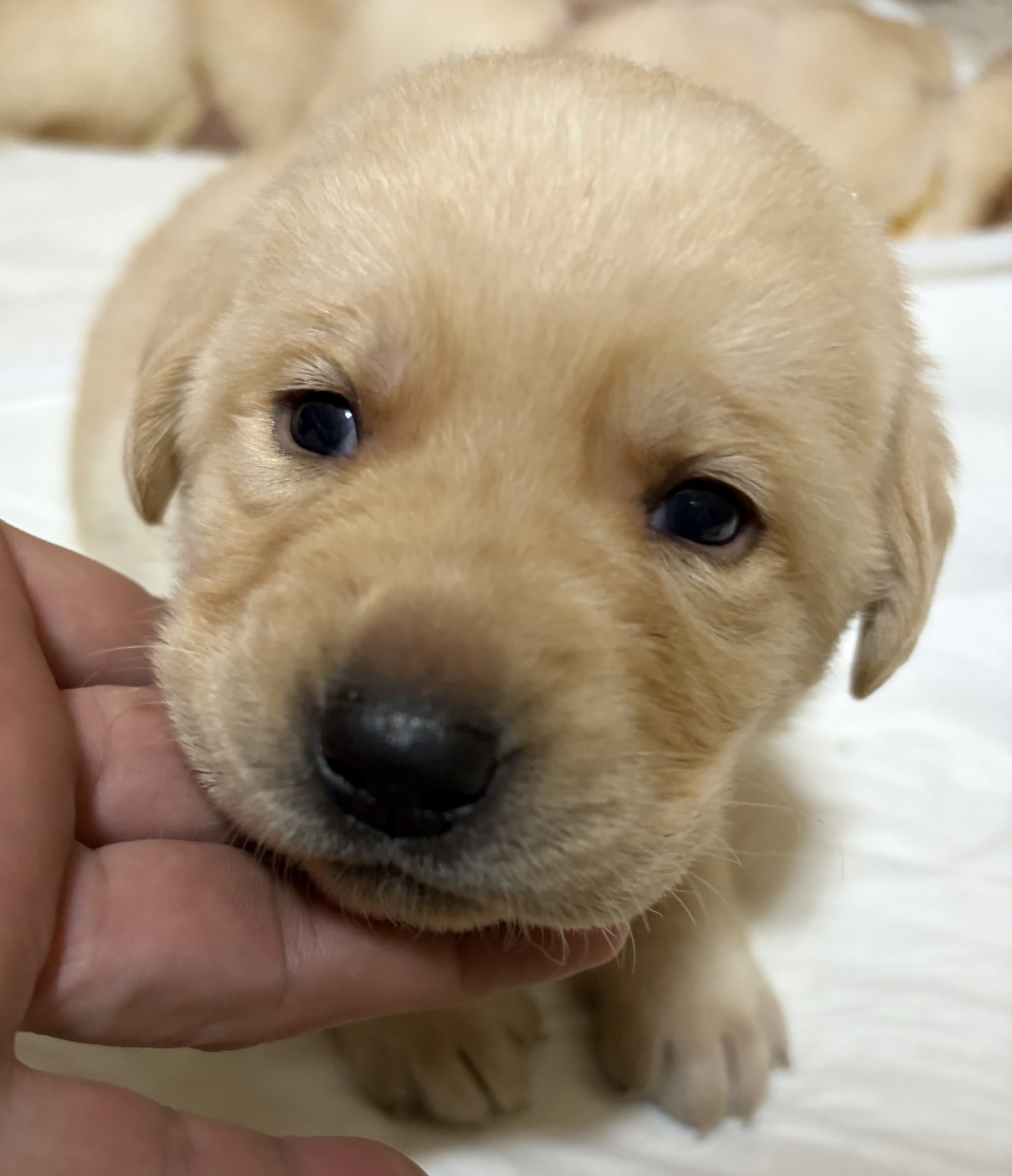 　　ラブラドールレトリバー仔犬　　男の子　　　　　ご予約受付中