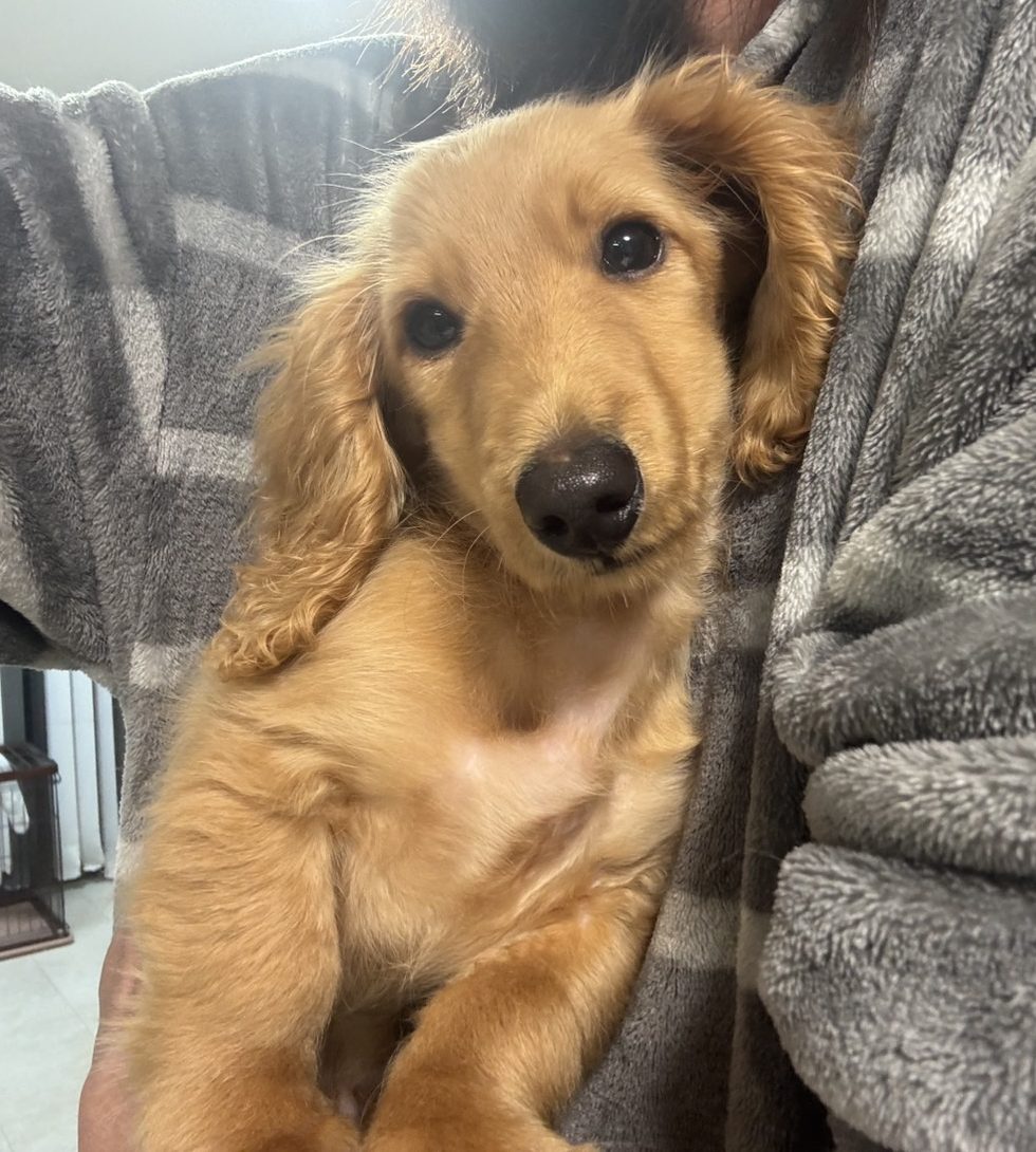 ミニチュアダックスフンド　　　　　　　　　男の子　　　　　ご家族募集中